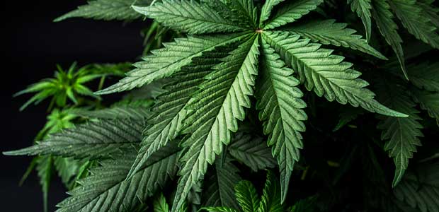 California’s AB2188 Now Prohibits Employee Discipline for Off-Duty Marijuana Use