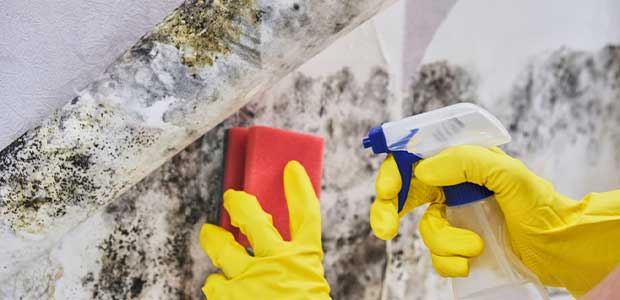 The Effects of Mold on Workers and How to Keep It Out of Your Workplace